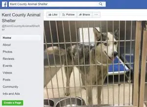 facebook post of husky at kent county animal shelter