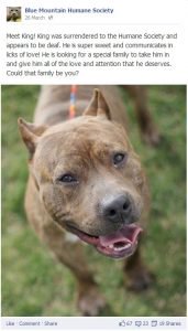 pit bull for adoption Facebook post 