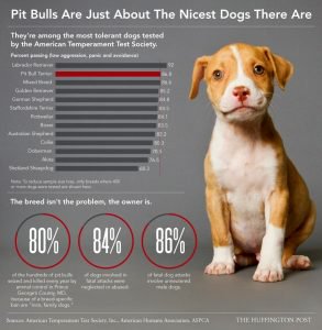 pit bull puppy with list of why they are nice dogs